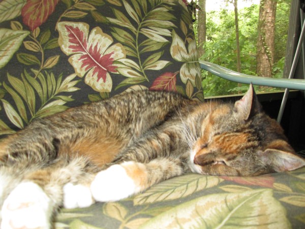 Luisa asleep on the porch