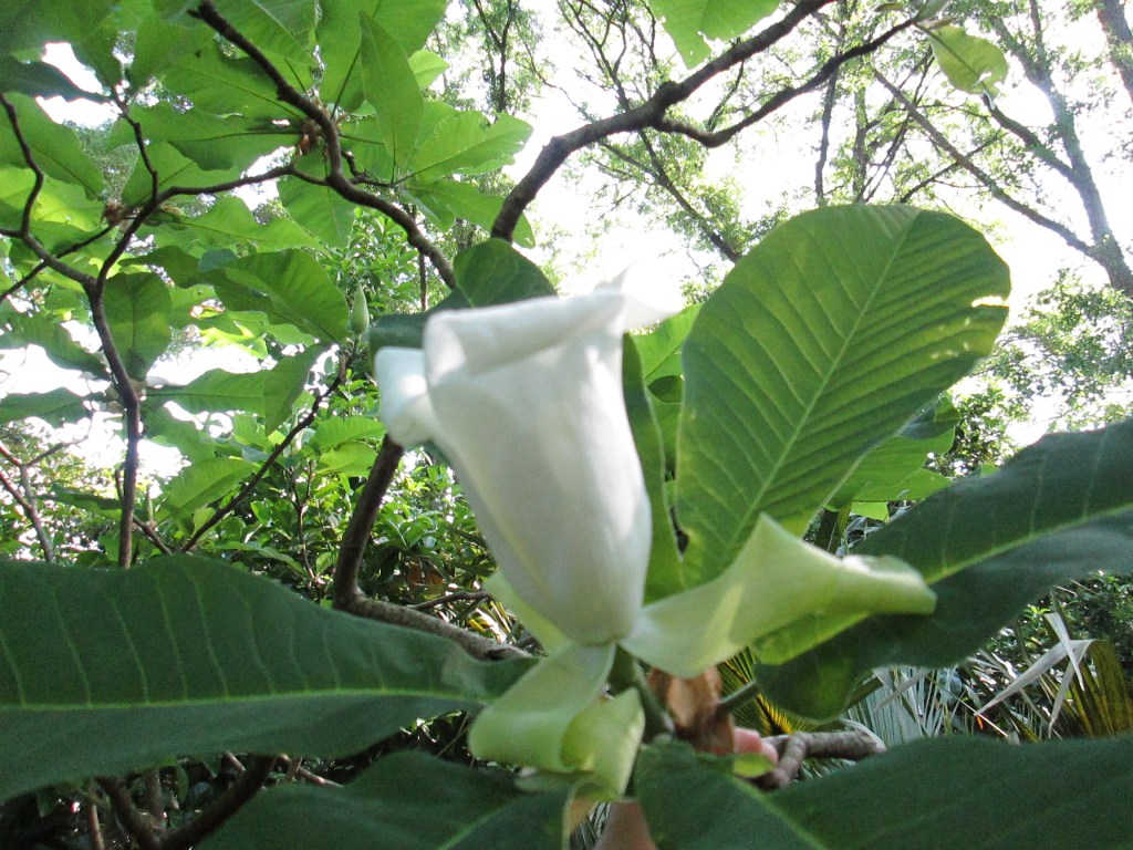 When the Ash starts to bloom, the blossoms look almost like Trumpet Lilies