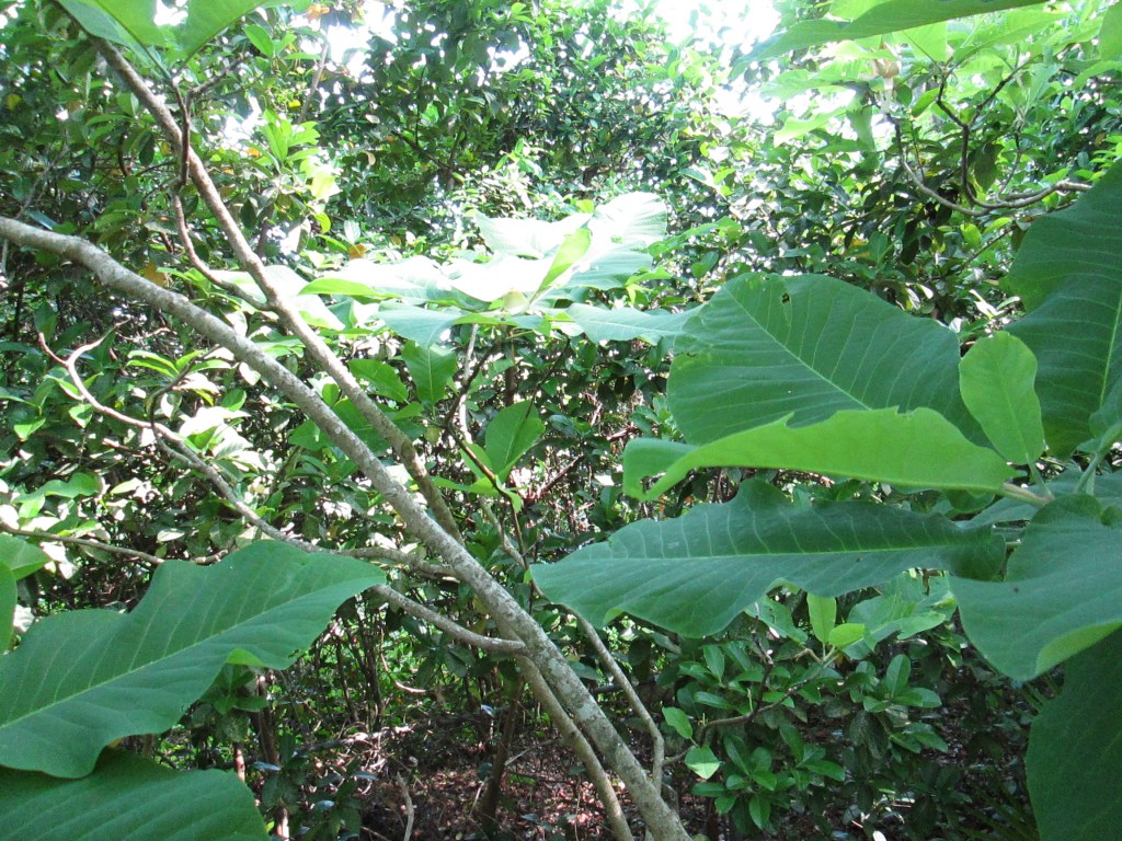 The great leaves of the Ash Magnolia