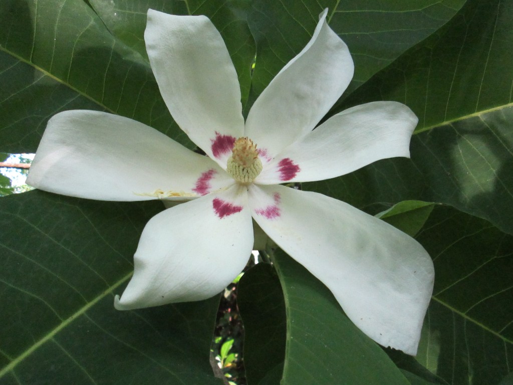 A blossom fully open to the world