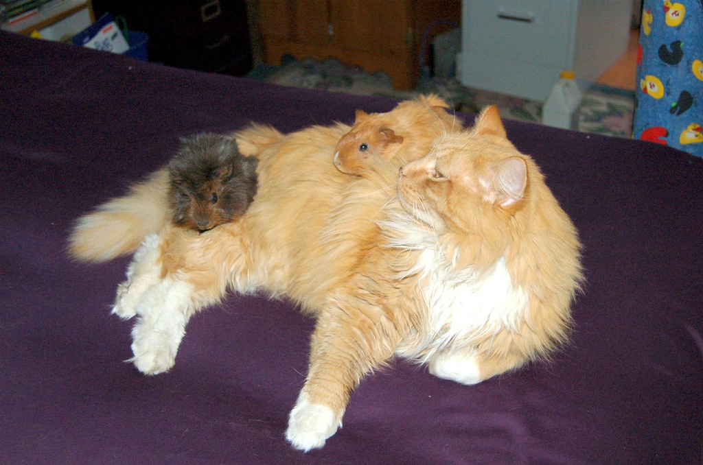 Cat_and_guinea_pigs