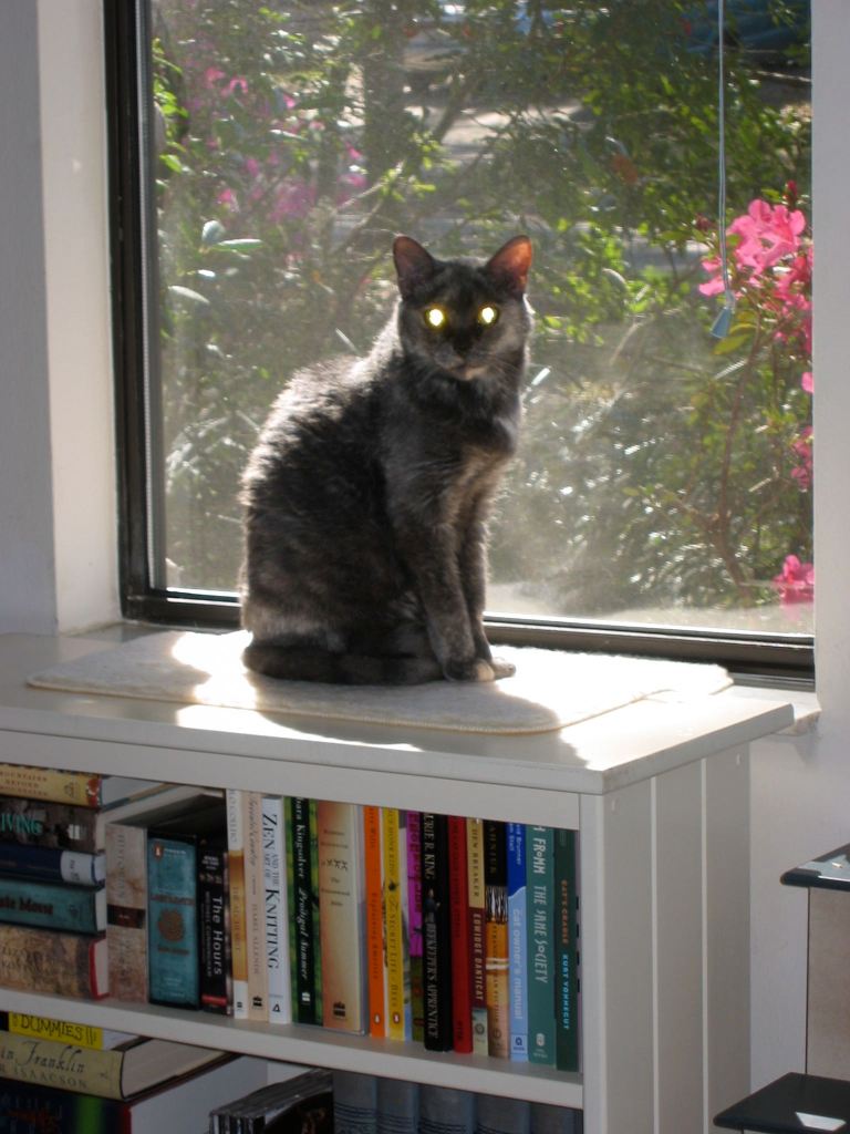 Elodea (RIP) posing on one of my smaller bookcases.