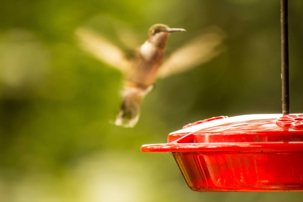 Coming in a for landing