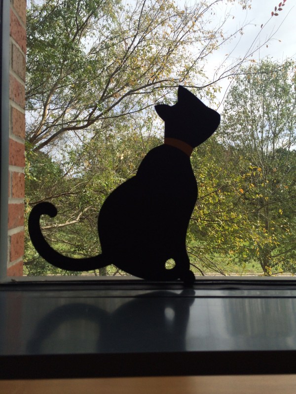 Sitting off to my right, this kitty is ready to pounce on an unwary bird!