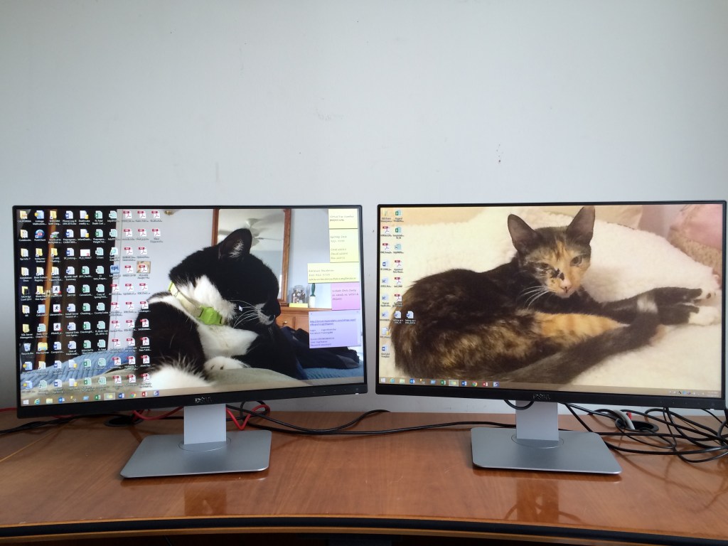 Cats on my computer screens (Maxine on the left, Wendy on the right)