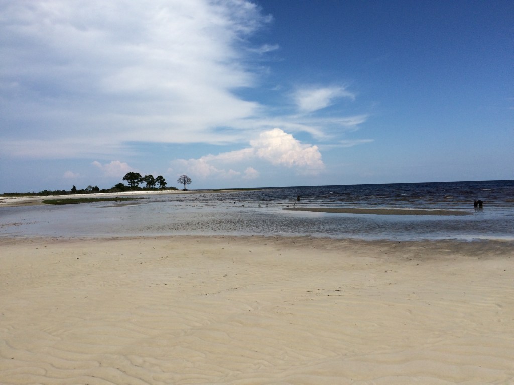 Dead tree ahead ... Wait, a tree at a beach?