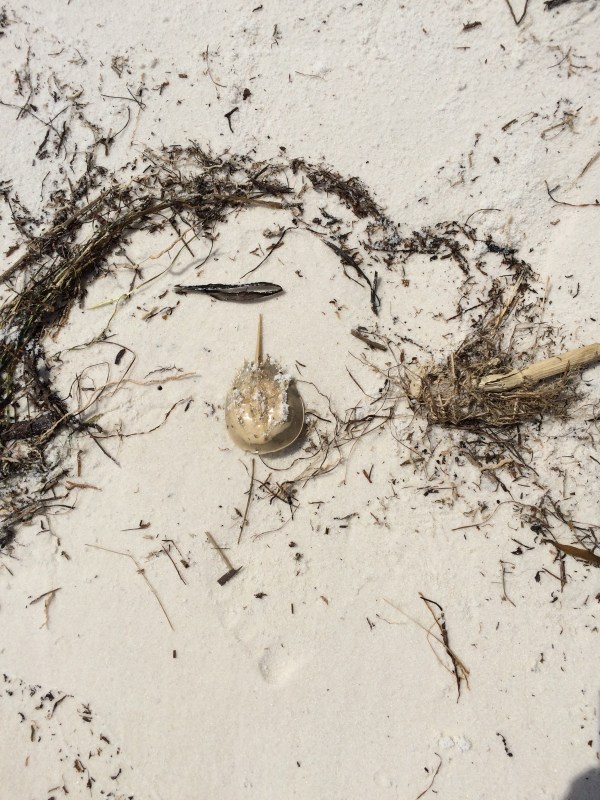 A baby horseshoe crab ... 