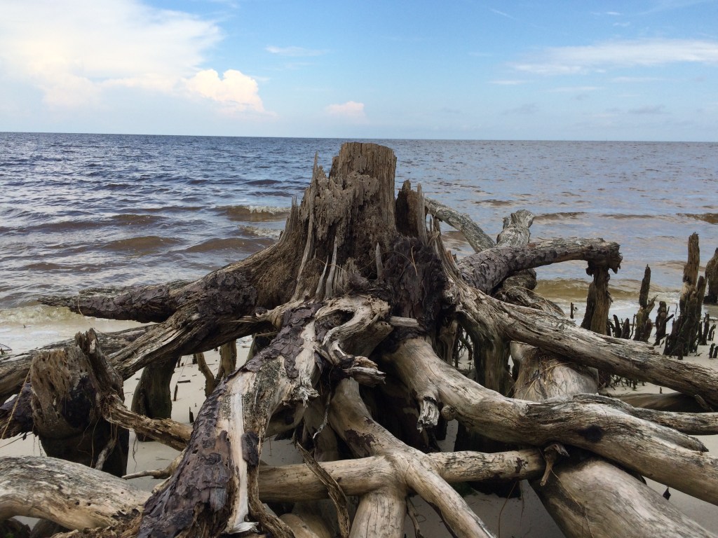 Was once a great tree, no doubt.