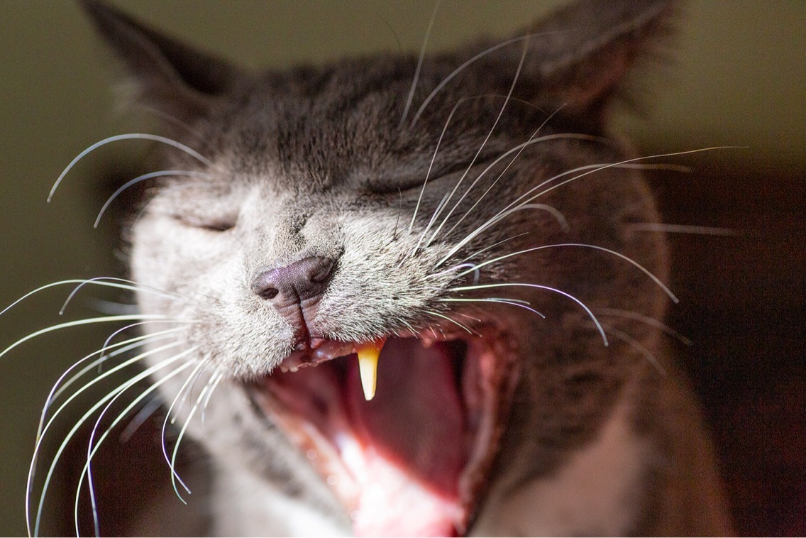 Head of gray cat with white neck, mouth wide open showing one canine.