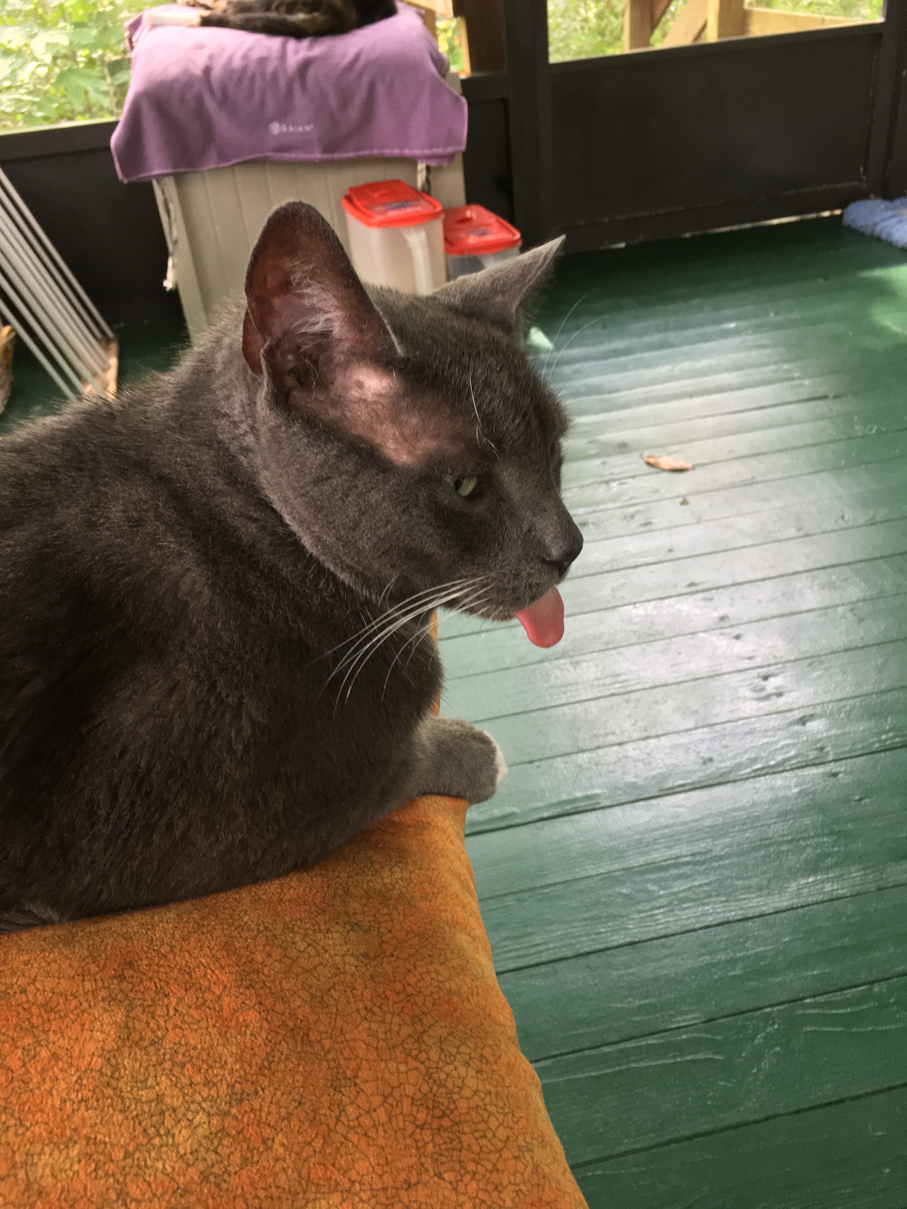 Profile of gray cat on an orange pillow, his tongue hanging out.