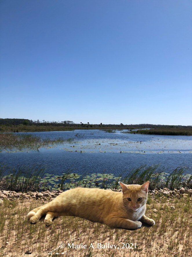 Yellow cat superimposed over a bayou scene and a rocky trail.