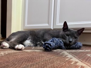 Long gray cat with white paws and belly, lying on a rug with a sock stuffed with catnip.
