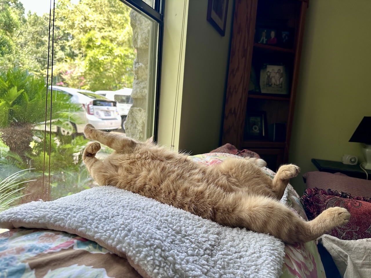 Orange kitty stretched out on his back, on top of a couch.