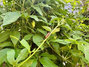 Orange caterpillar with black spikes on green leaves of a vine.