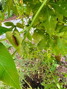 Orange caterpillar with black spikes on green leaves of a vine.