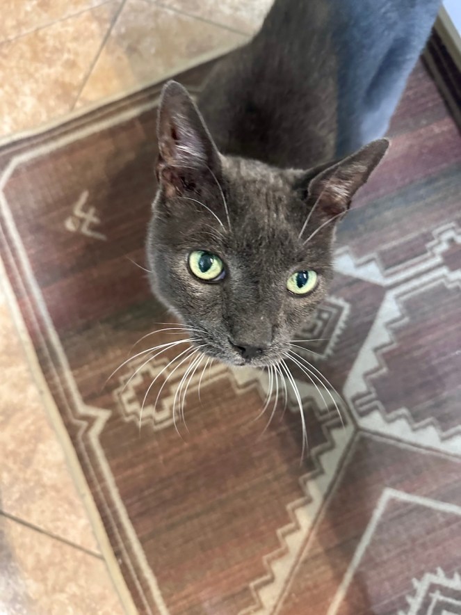 Adult gray cat with green eyes, looking upward. Standing on a brown rug.