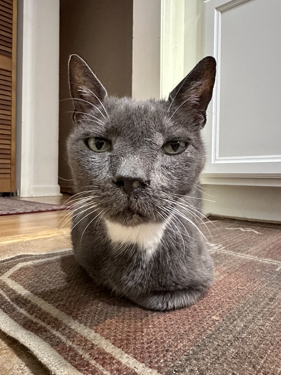 Gray cat with white throat lying on brown rug.