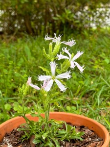 Four blooms of five-petaled pinkish flower with fringed edges.