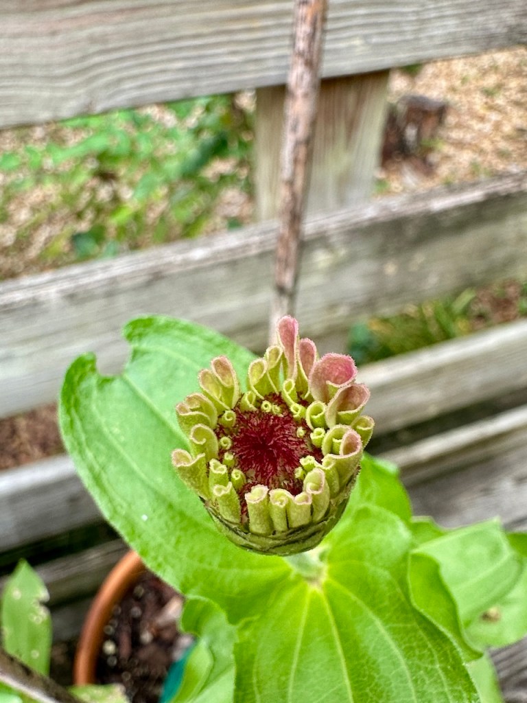 Zinnia flower bud and green leaves. 