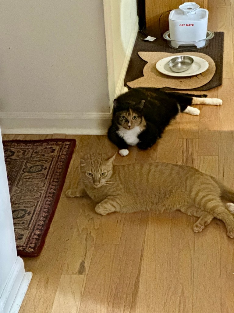 Orange cat and dark cat lounging on a hardwood floor.