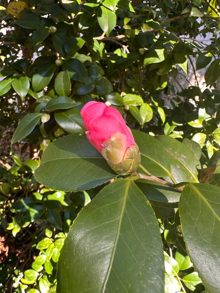 Bright green ovate leaves with tight pink petals extending from a Camilla bud.