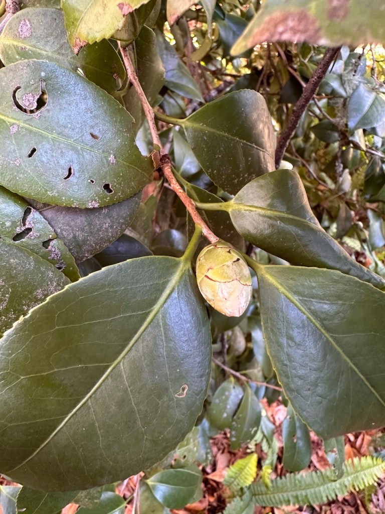Dark green ovate leaves. Yellowish Camilla bud in the center.