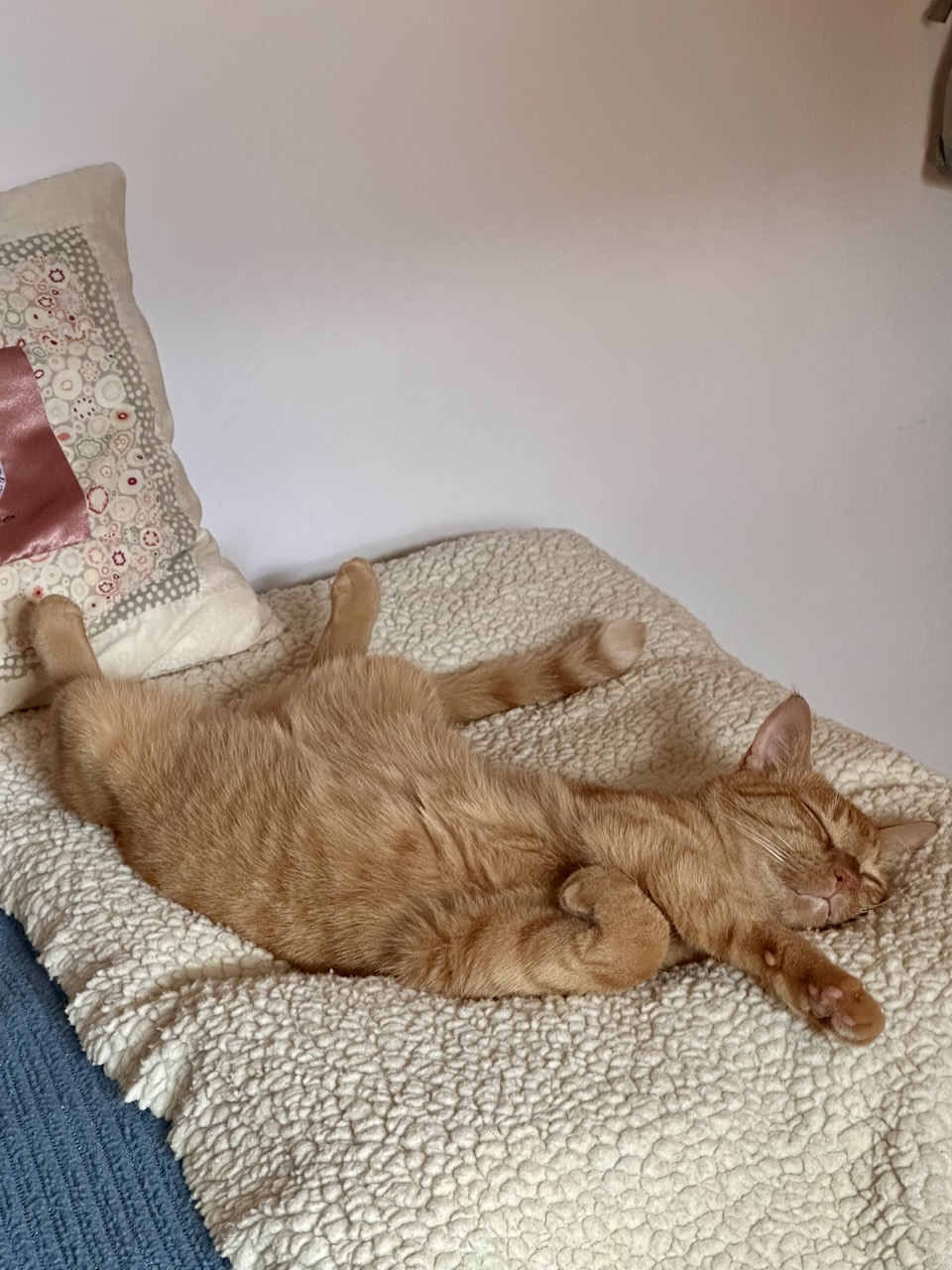 Orange cat sleeping on his back on a off-white fleecy blanket.