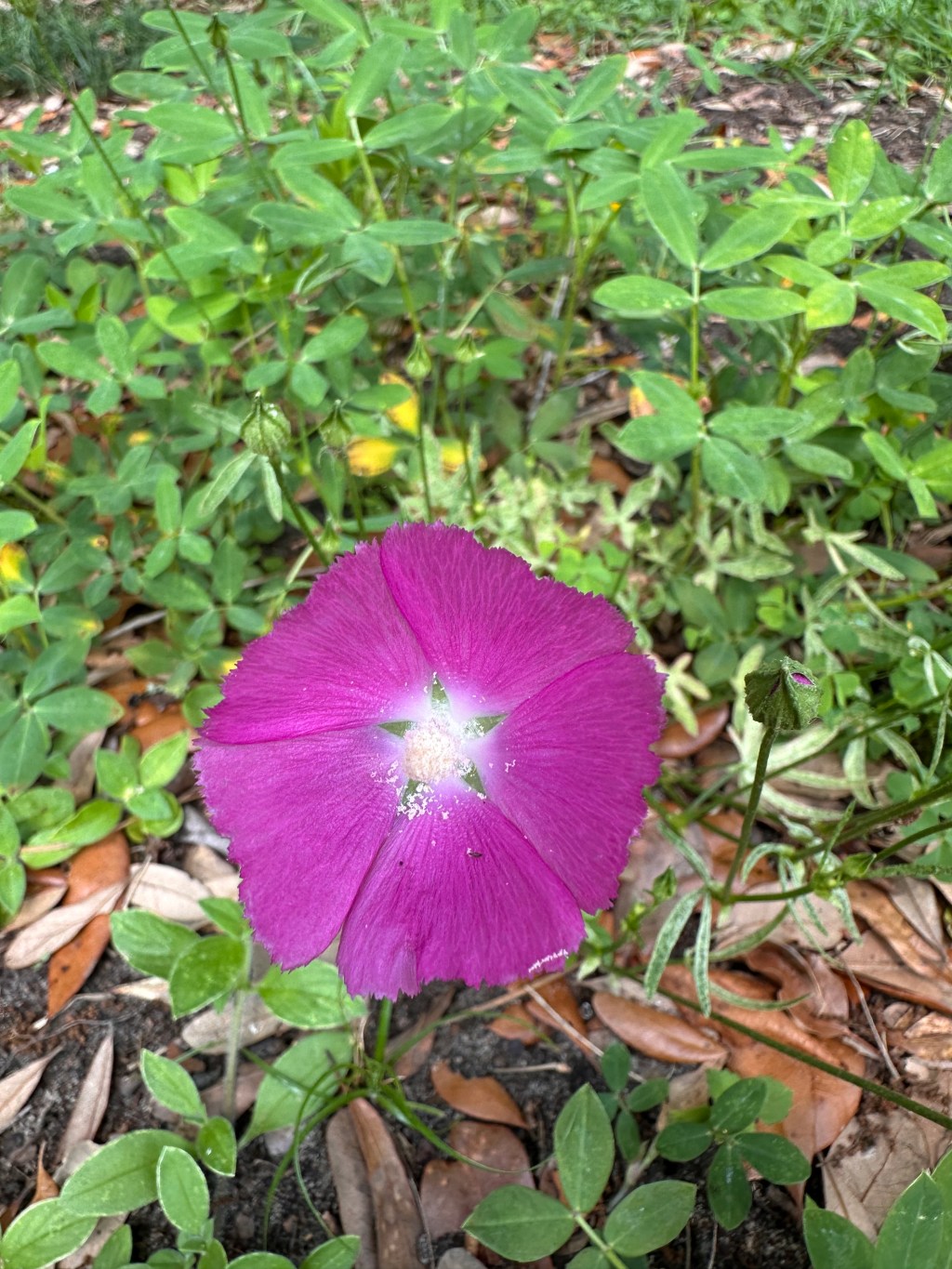 Wine colored flower shaped like a cup.