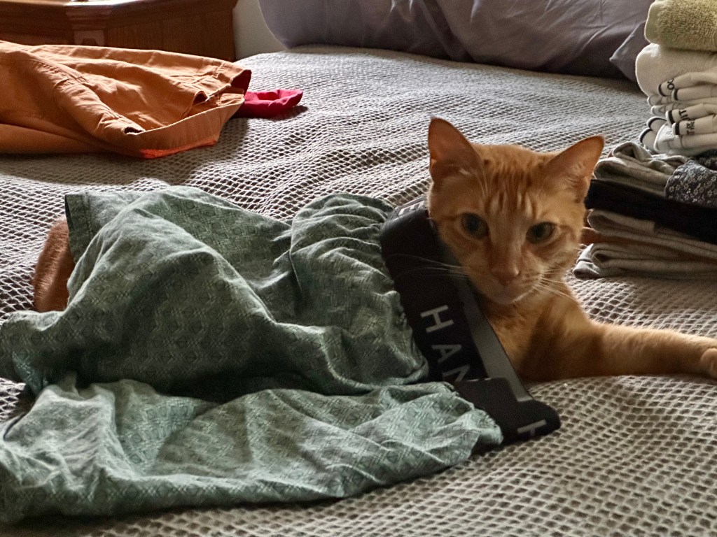 Orange cat looking out from under boxer shorts.